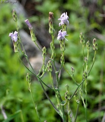 Lactuca tuberosa