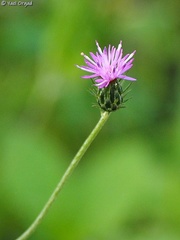 Crupina crupinastrum