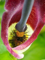 Arum palaestinum