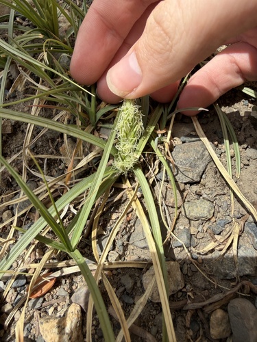 iNaturalist observation photo of true sedges