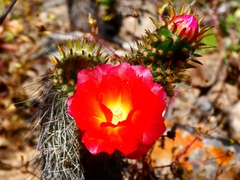 (c) Jean Capcha Ramos, some rights reserved (CC BY) Austrocylindropuntia pachypus, photograph (c) Jean Capcha Ramos, some rights reserved (CC BY)