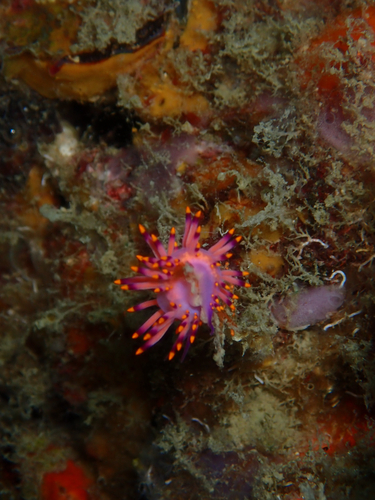 Tenellia sibogae