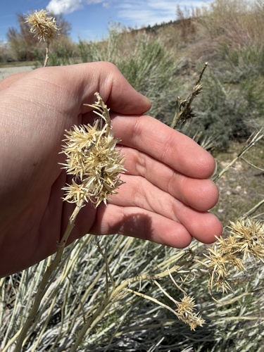 iNaturalist observation photo of goldenbushes