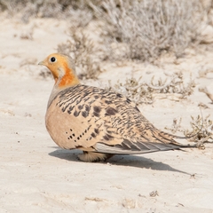 Pallas's Sandgrouse photo 1