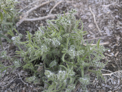 Cryptantha maritima