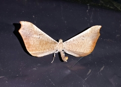 Image of Macrosoma rubedinaria