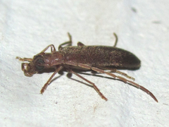 Sparedrus aspersus