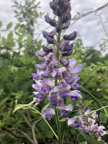 American wisteria