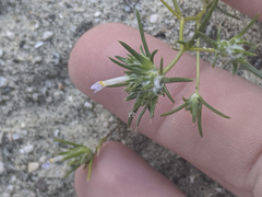 Eriastrum diffusum coachellae