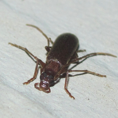Sparedrus aspersus