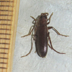 Sparedrus aspersus