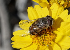 Copestylum isabellina