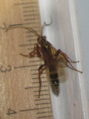 Setanta parsimonica
