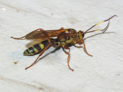 Setanta parsimonica