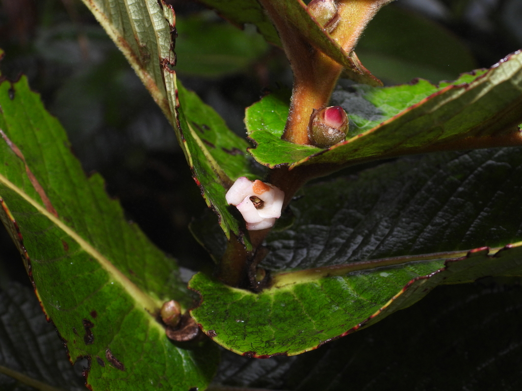 Freziera cordata