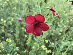 Linum grandiflorum
