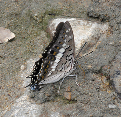 Charaxes solon sulphureus