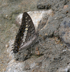 Charaxes solon sulphureus