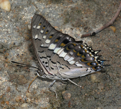 Charaxes solon sulphureus