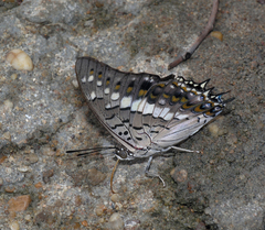 Charaxes solon sulphureus