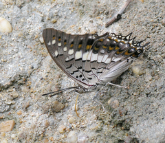 Charaxes solon sulphureus