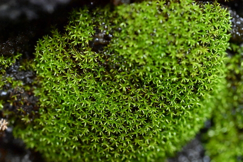 Gymnostomum aeruginosum observed 2026-04-21