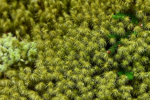 Anacolia menziesii, 2026-04-21