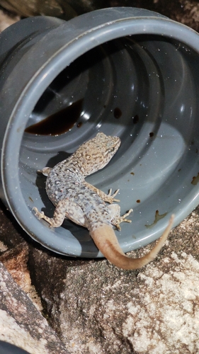 Maranhao Naked-toed Gecko
