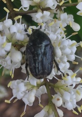 Euphoria sepulcralis