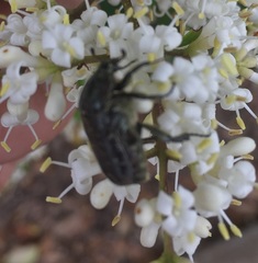 Euphoria sepulcralis