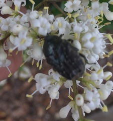 Euphoria sepulcralis