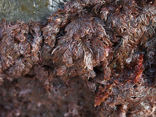 Plocamium violaceum observed 2026-04-19