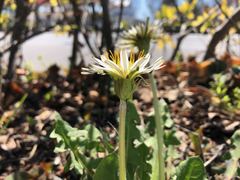 Taraxacum albidum