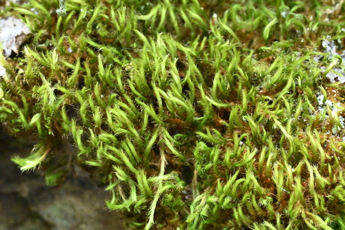Anacolia menziesii, 2026-04-21