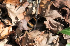 Bombus terrestris audax