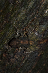 Scinax garbei