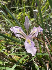 Iris longipetala
