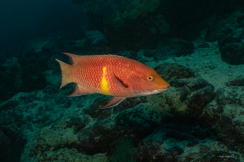 Bodianus diplotaenia