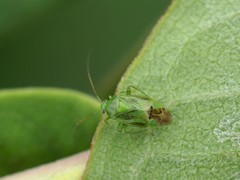 Apolygus lucorum