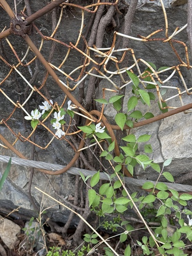 Largeflower deutzia (Deutzia grandiflora)