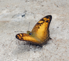 Vagrans sinha sinha
