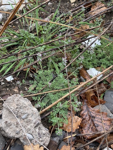 Corydalis bungeana, photograph 2