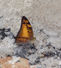 Vagrans sinha sinha