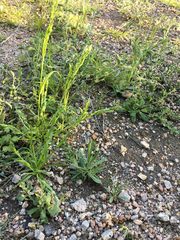 Poa bigelovii