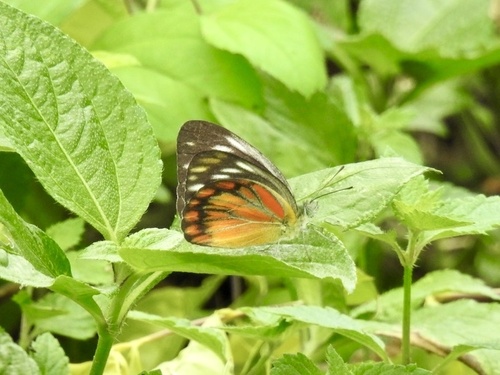 Cepora temena