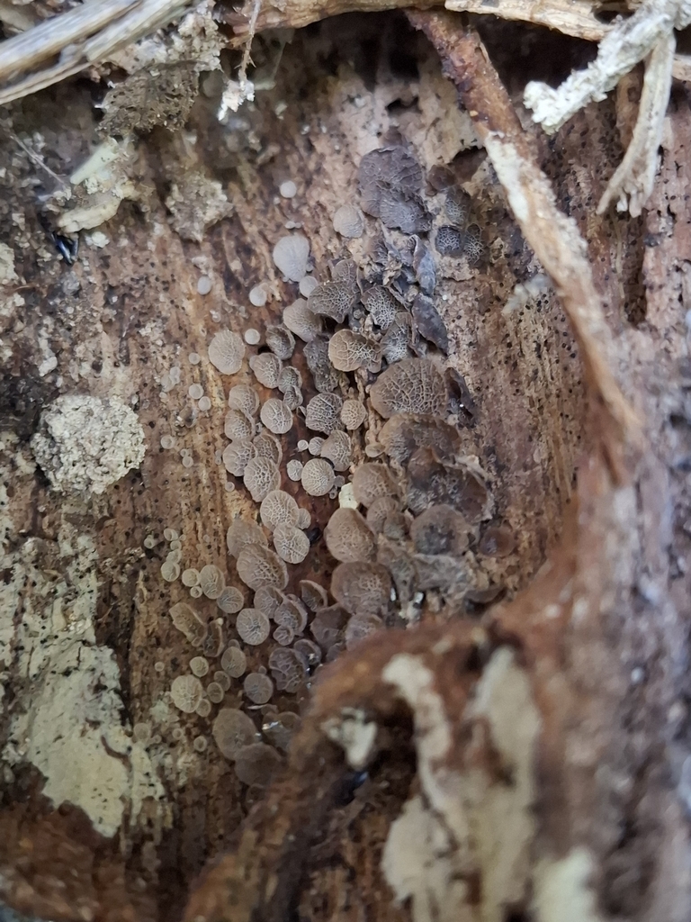 Resupinatus merulioides