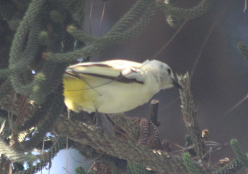 Yellow-Vented Bulbul