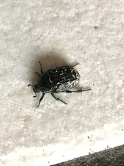 Euphoria sepulcralis