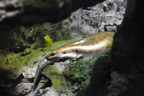 Haitian Giant Galliwasp