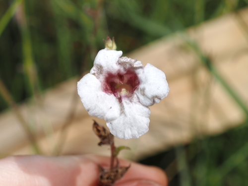 Centranthera hispida (Centranthera hispida)